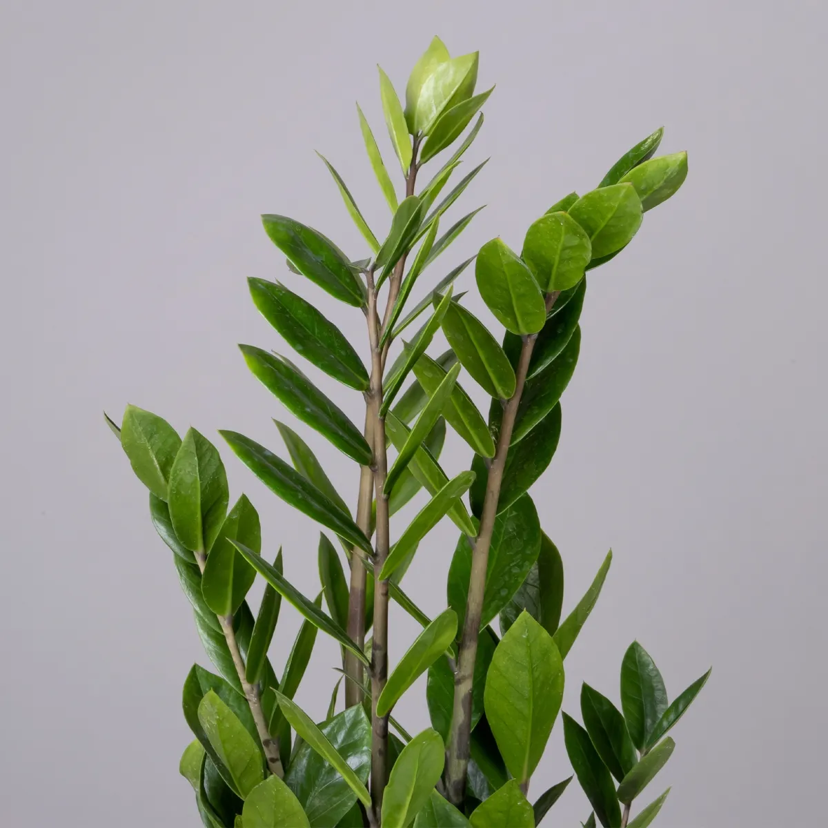 Замиокулкас Лаки_3