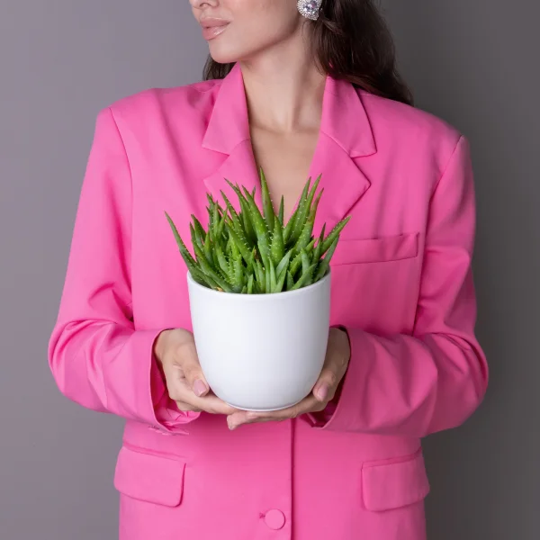 Алоэ Вера Верини2