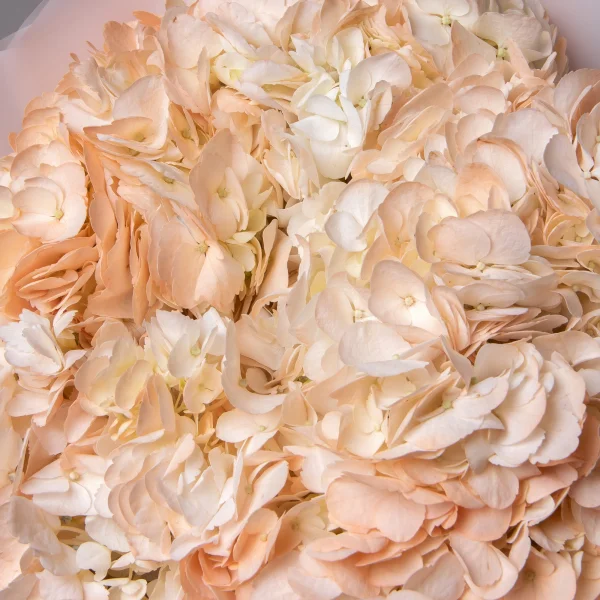 Букет Гидрангия "Пич"_4