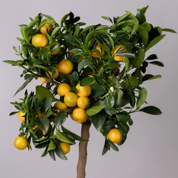 Цитрофортунелла Каламондин Вариегата штамбовая_3