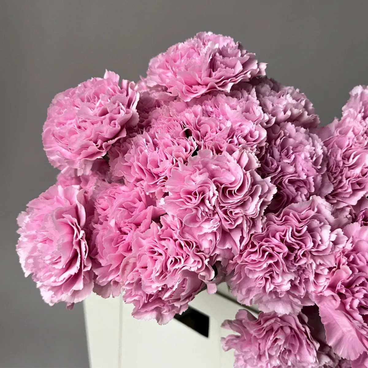 Гвоздика "Клеавотер"_3