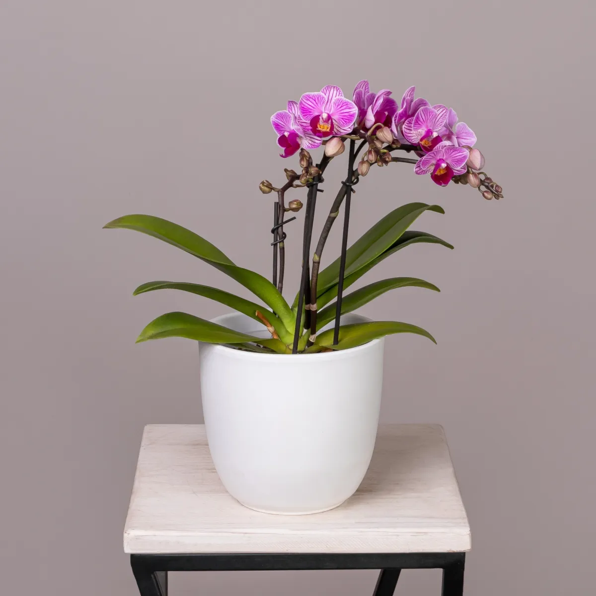 Фаленопсис Дэззлинг Дрим 3-4 ст_1