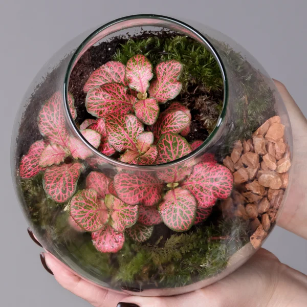 Плант Микс Террариум в стекле Колба_3