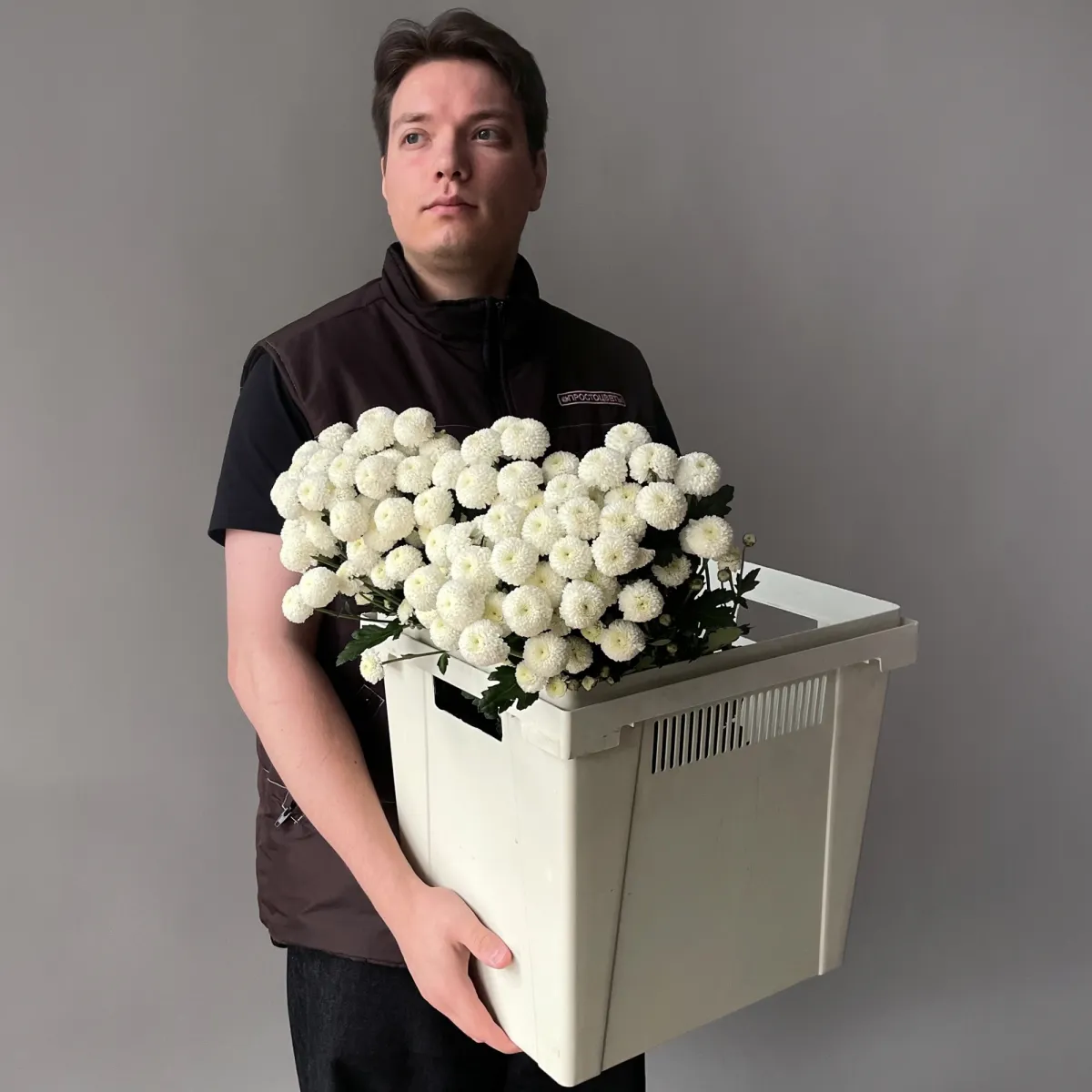 Хризантема кустовая "Ньютон"_2