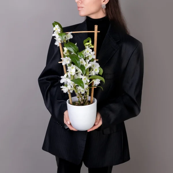 Дендробиум Нобиле Белый 2 ст на решетке_2