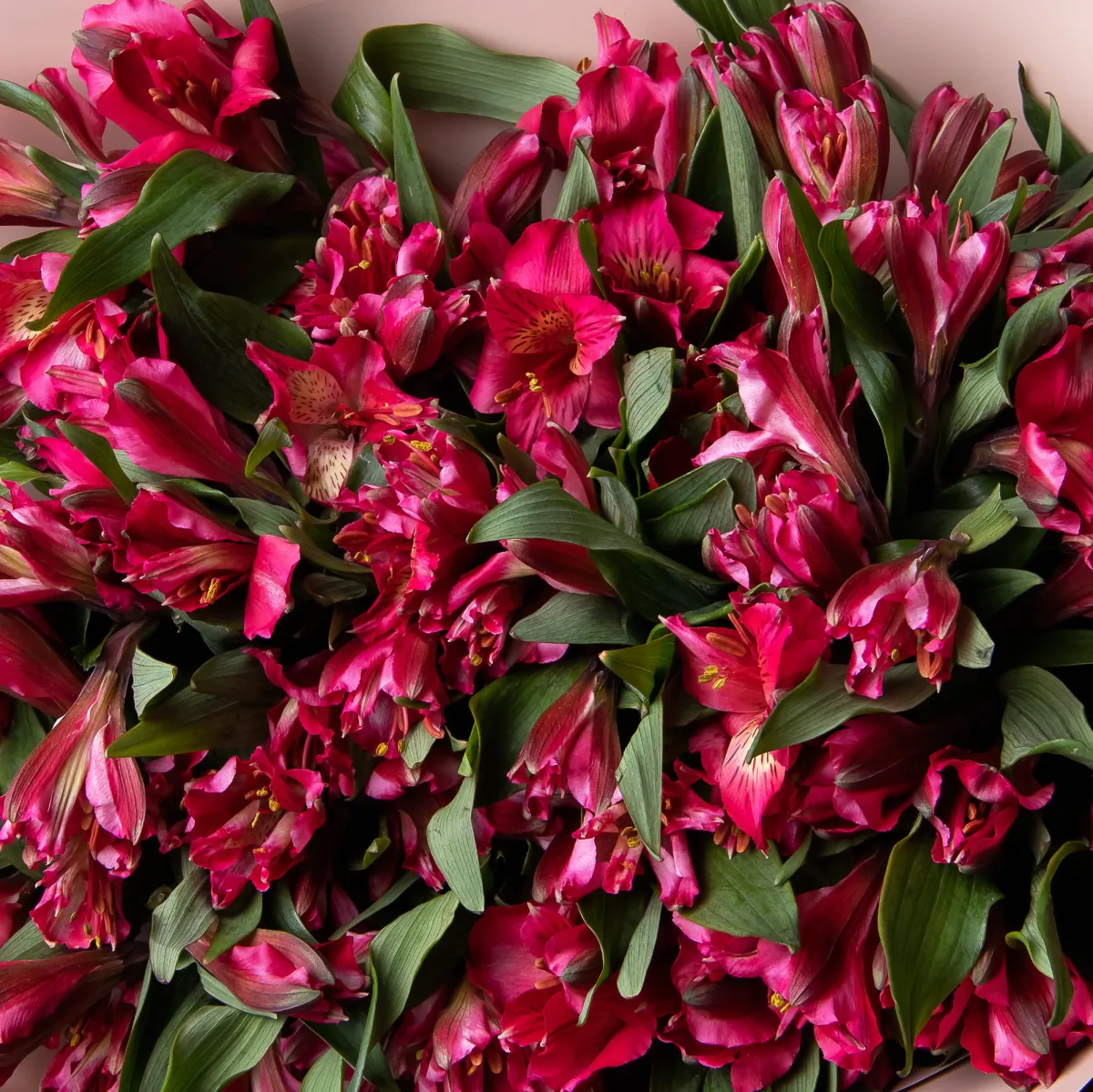 Букет Альстромерия "Красная"_4