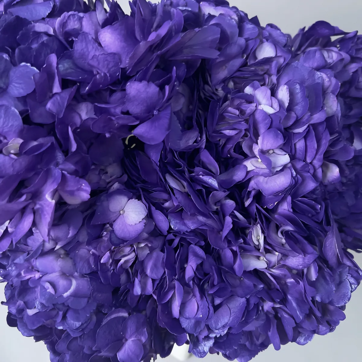 Гидрангия "Грэйп Перпл"