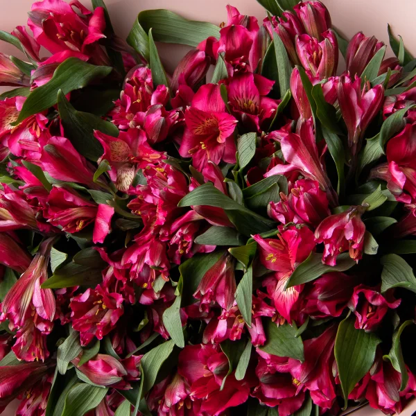 Букет Альстромерия "Красная"_4