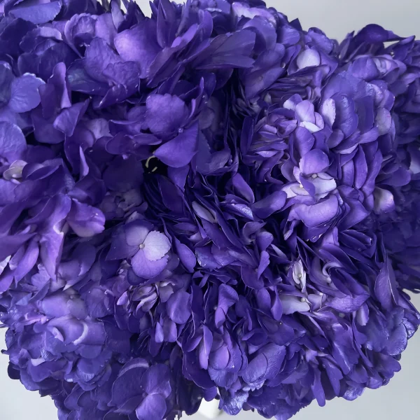 Гидрангия "Грэйп Перпл"