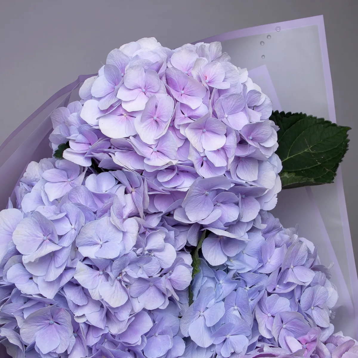 Букет Гидрангия "Роял Бенефит Милка"4