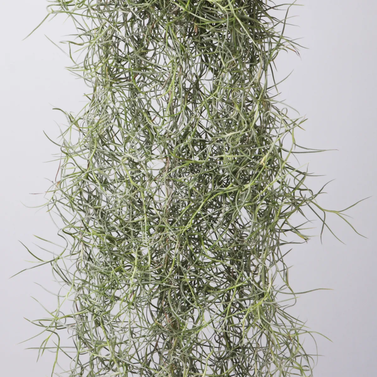 Тилландсия атмосферная Уснеоидес_4