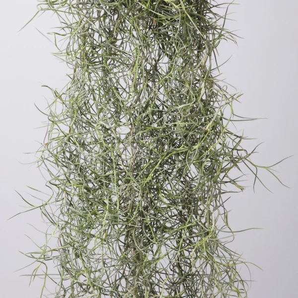 Тилландсия атмосферная Уснеоидес_4