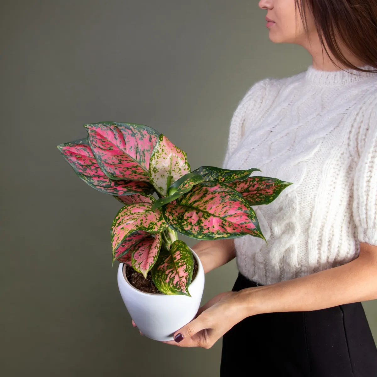 Аглаонема Споттед Стар