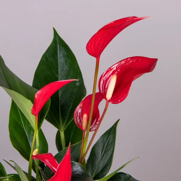 Антуриум андрианум Лилли красный в зеленом цинковом кашпо_3