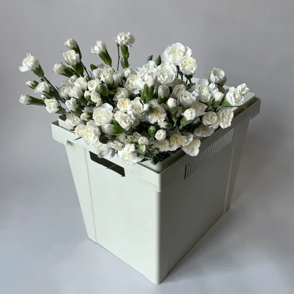 Гвоздика кустовая "Белая"_1