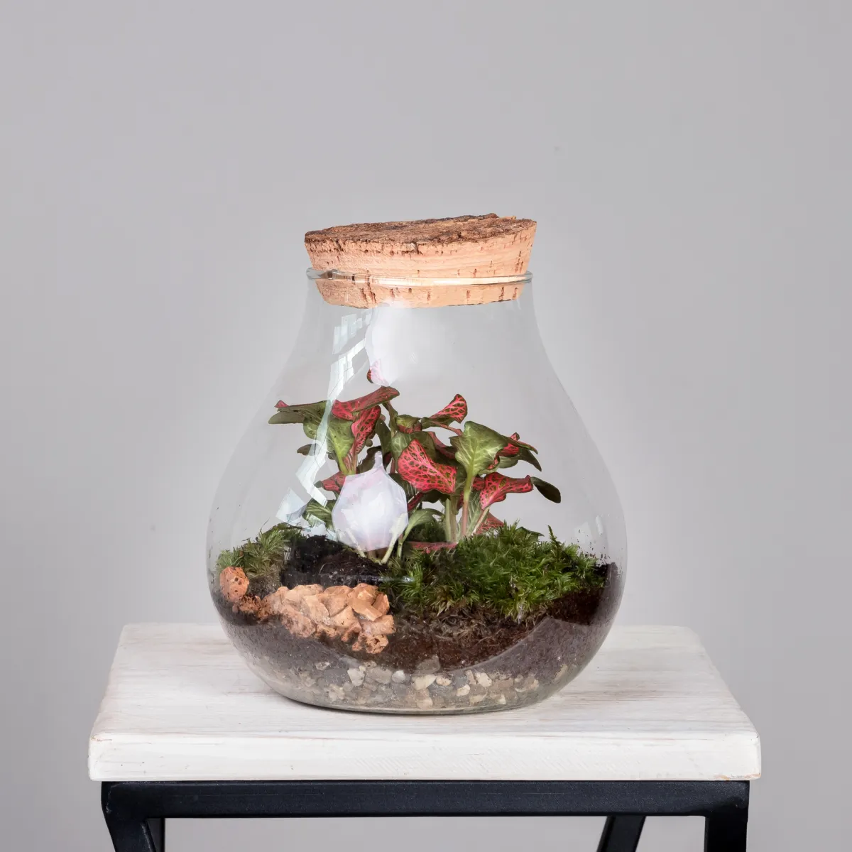 Плант Микс Террариум в стекле Колба_1