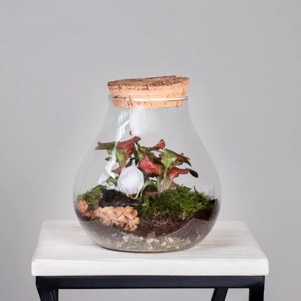 Плант Микс Террариум в стекле Колба_1
