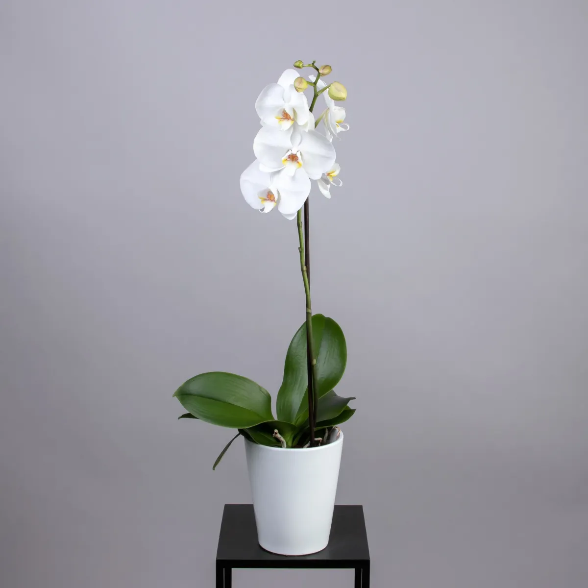 Фаленопсис Микс 1ст 1