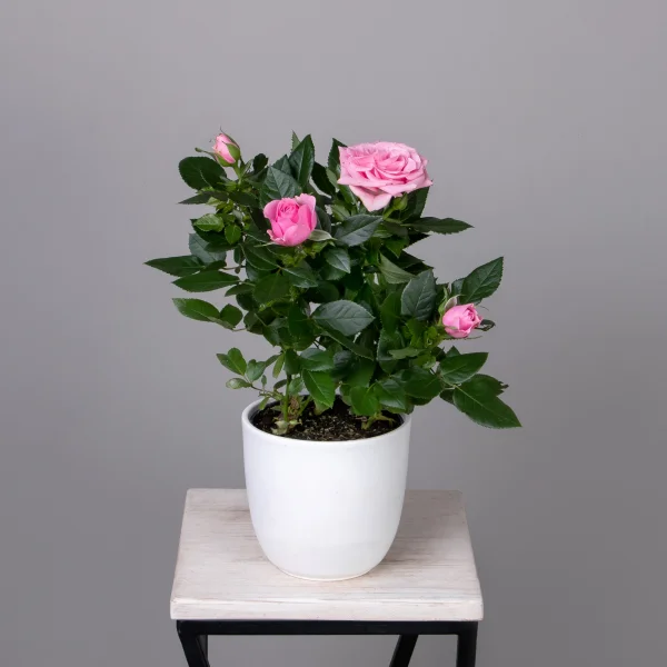 Роза Патио Каталина (розовая)_1