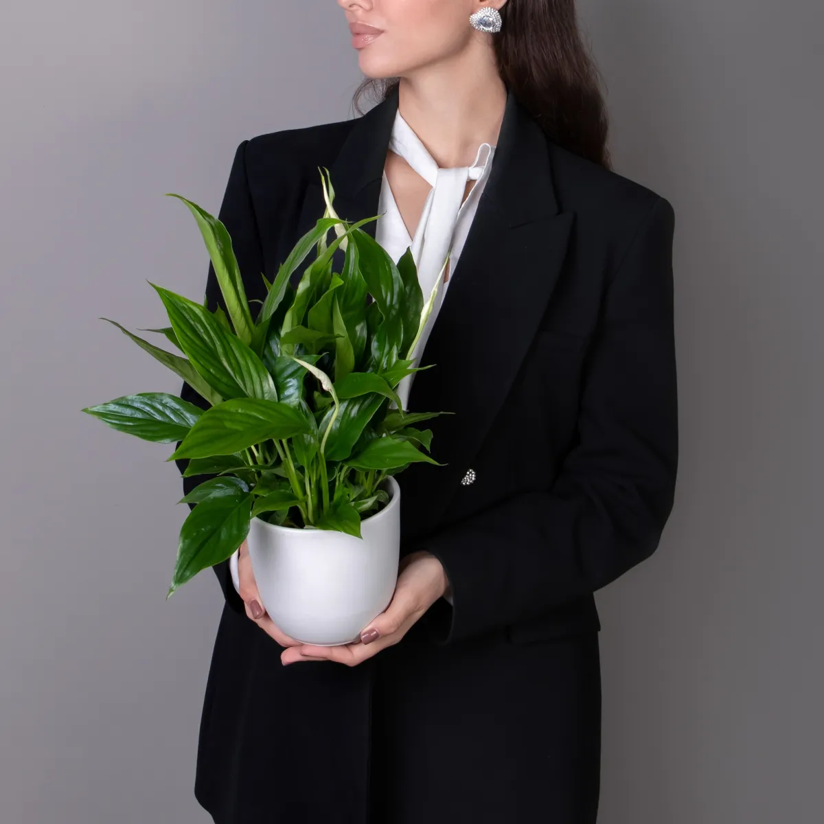 Спатифиллум Беллини _2