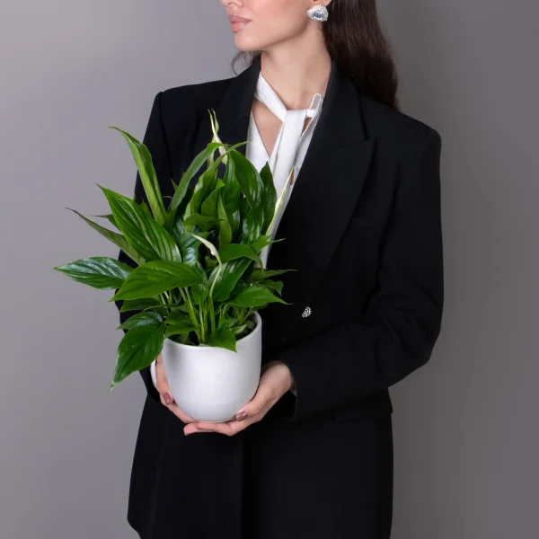 Спатифиллум Беллини _2