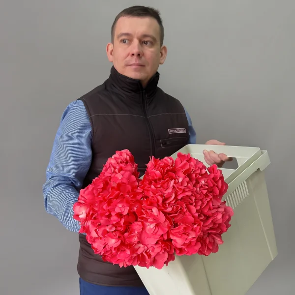 Гидрангия "Хот Пинк"