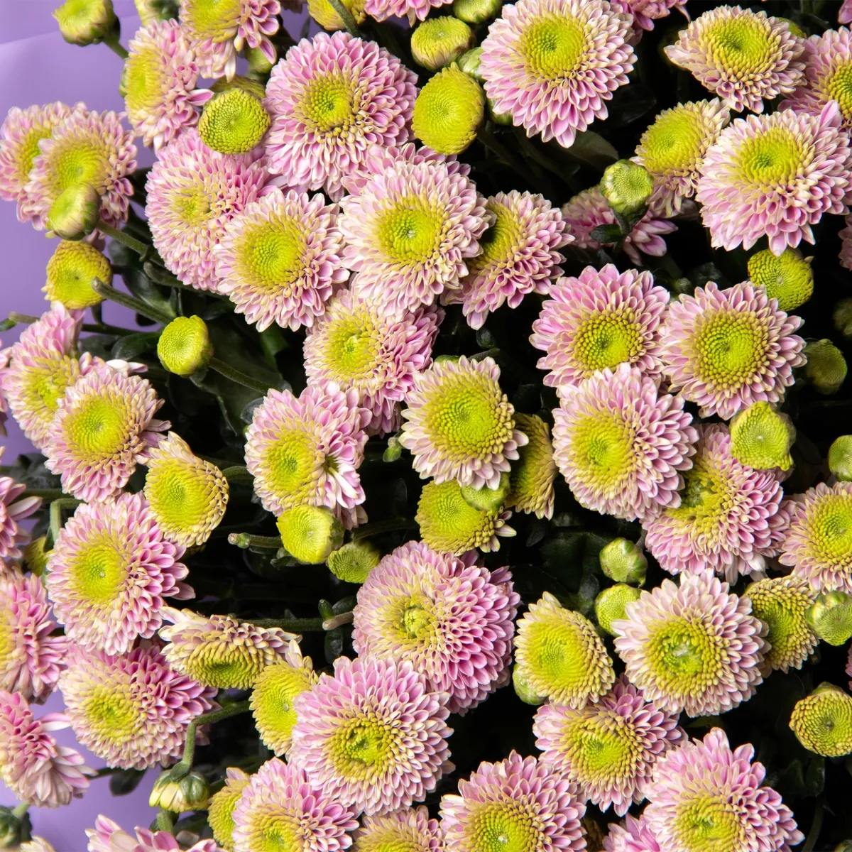 Букет Хризантема сантини "Дженни"_3