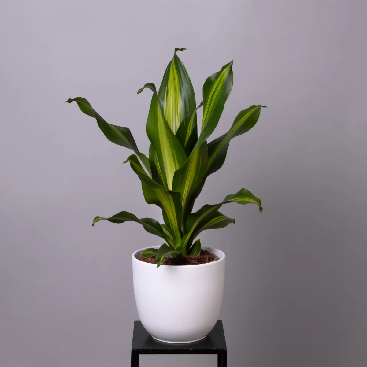 Драцена Фрагранс Барлей