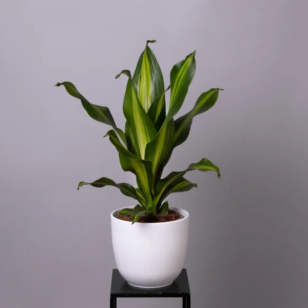 Драцена Фрагранс Барлей