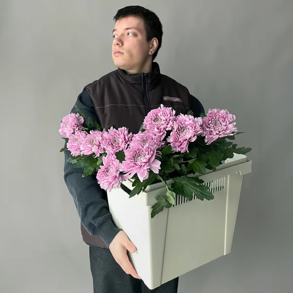 Хризантема одноголовая "Калимба Пинк"_2