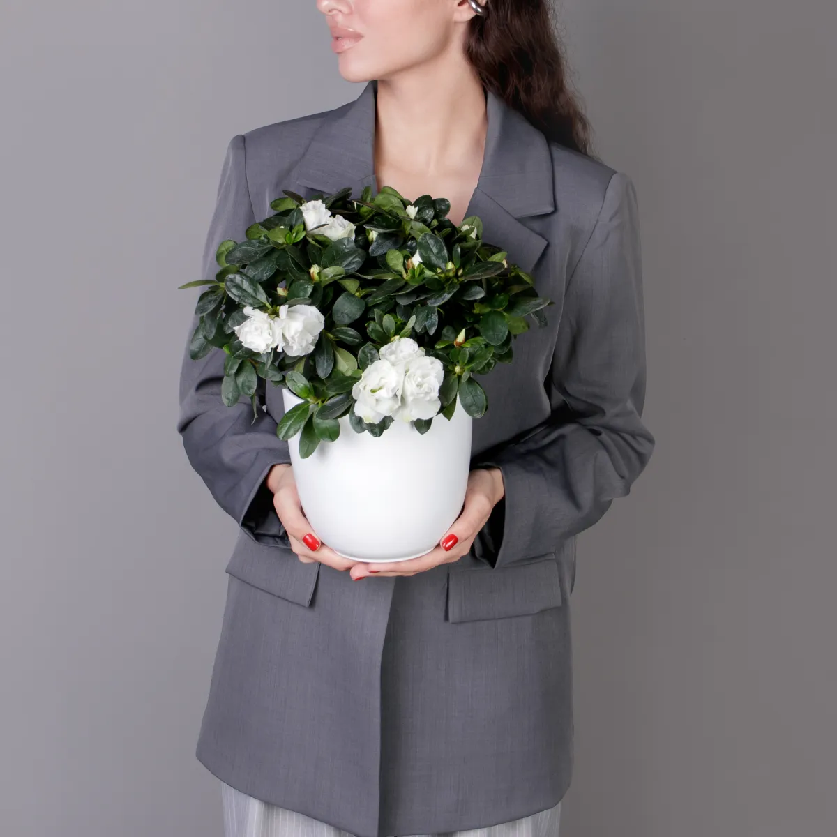 Азалия Фландрес Белая_2