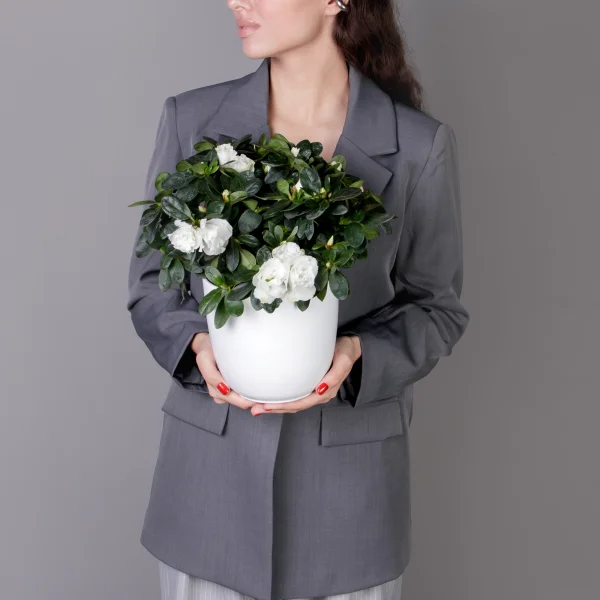 Азалия Фландрес Белая_2