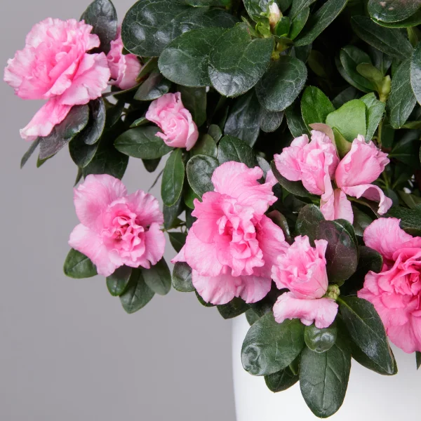 Азалия Фландрес Розовая_3