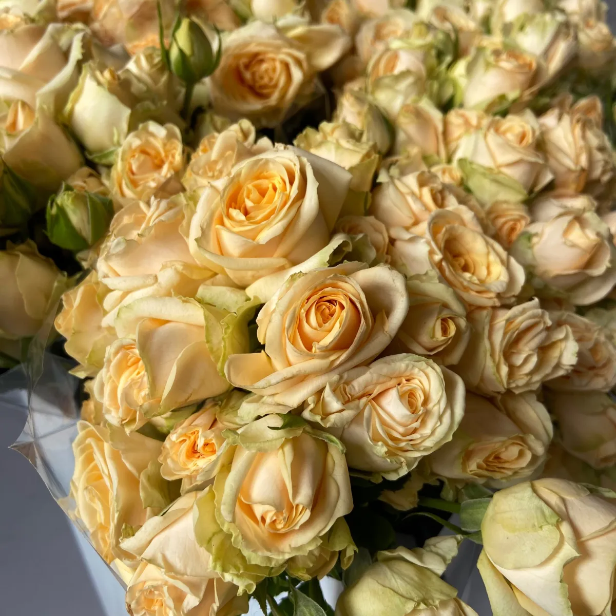 Роза_кустовая "Солинеро"