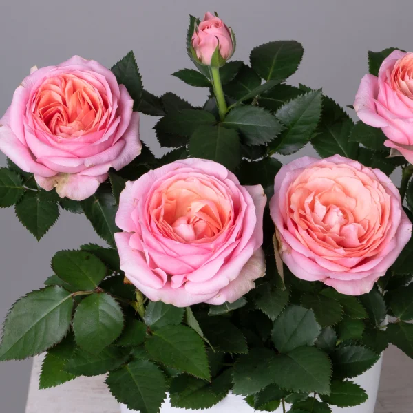 Роза кордана гранд Адель_3