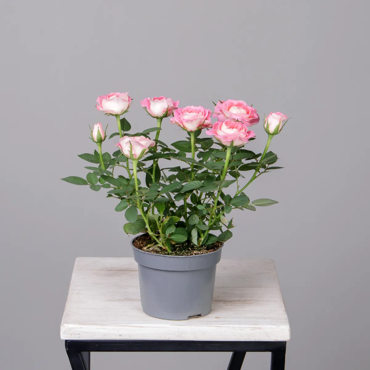 Роза Кордана Фейм_4