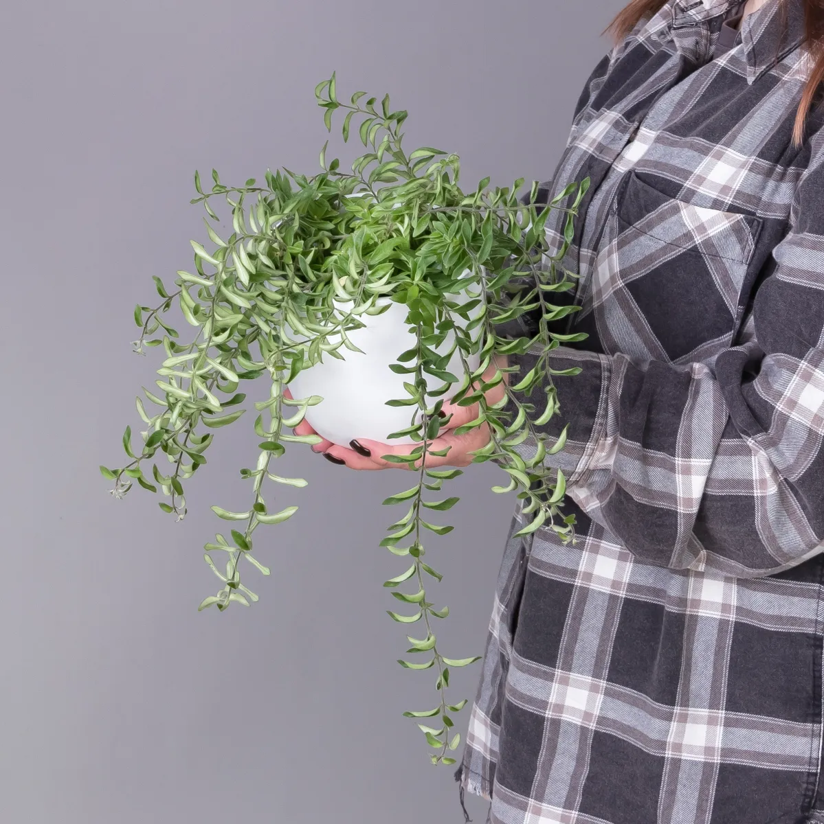 Эсхинантус Твистер_2