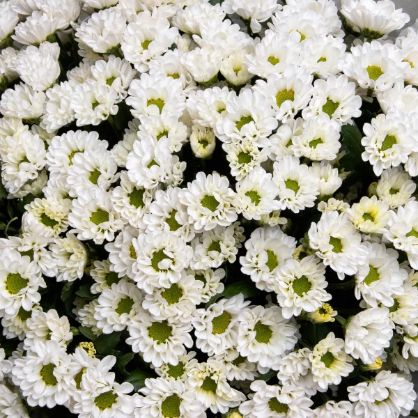 Букет Хризантема_сантини "Мадиба Линди Белая"