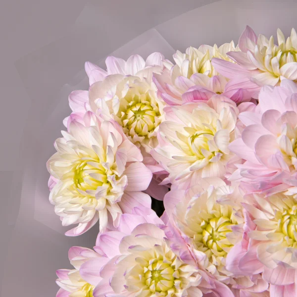 Букет Георгин "Принцеса Кэт"_2