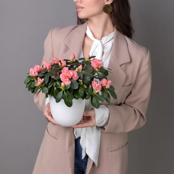 Азалия Тесла Лососевый_2