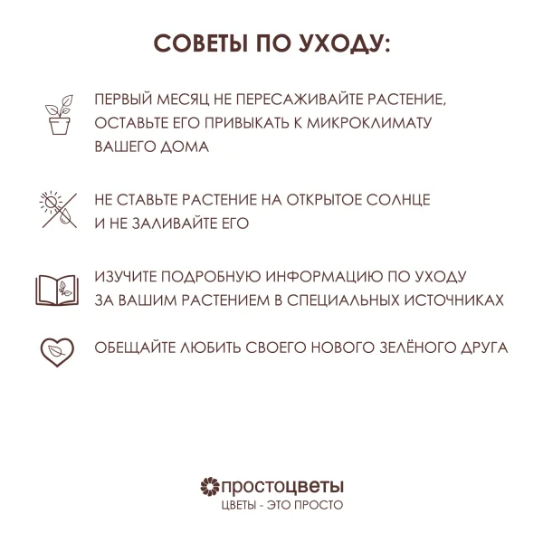 Бегония Элатиор Рейна (Оранжевая)_5