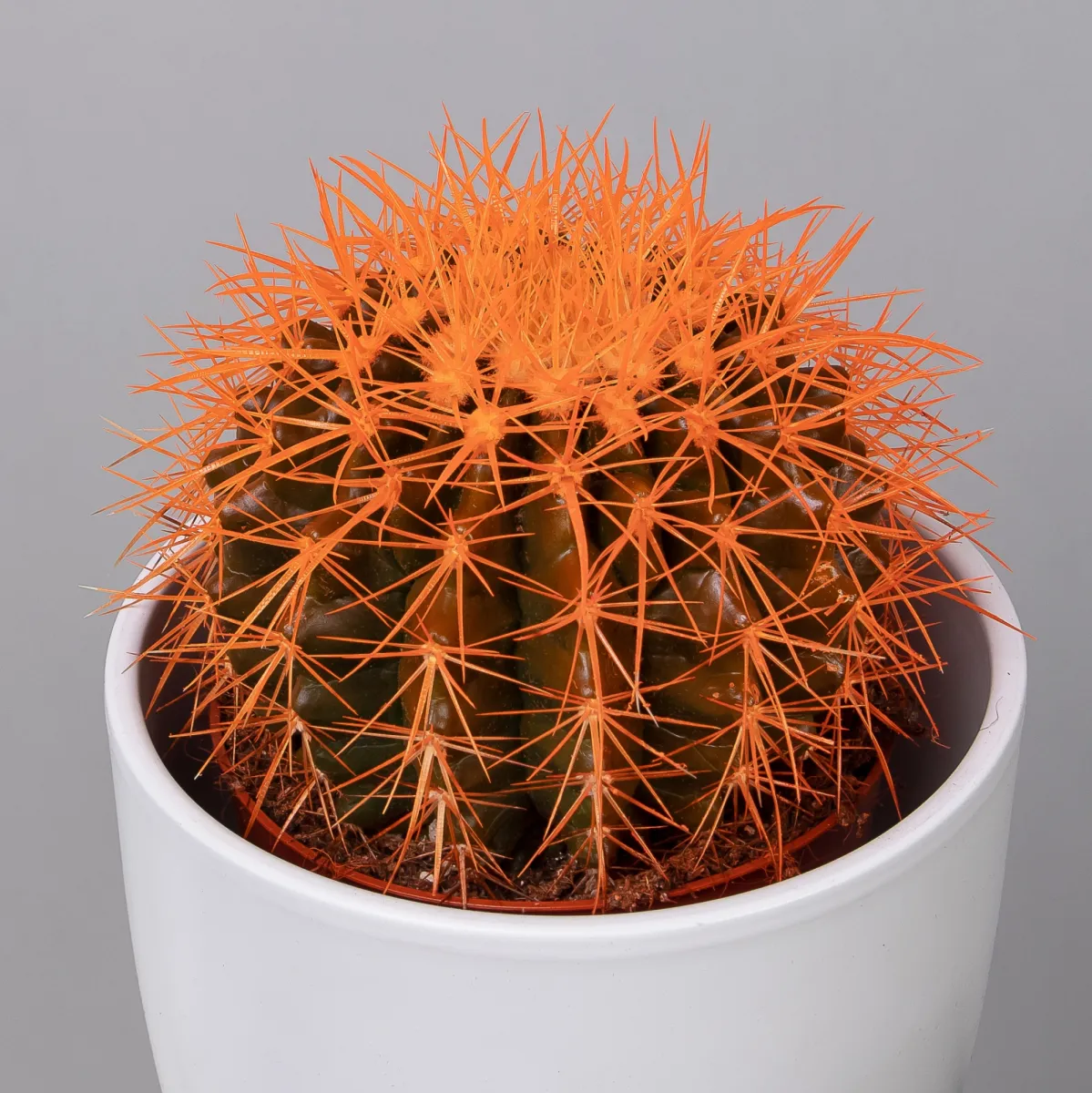 Эхинокактус Грузони крашеный микс_7