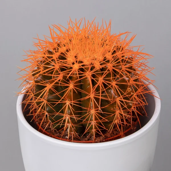 Эхинокактус Грузони крашеный микс_7