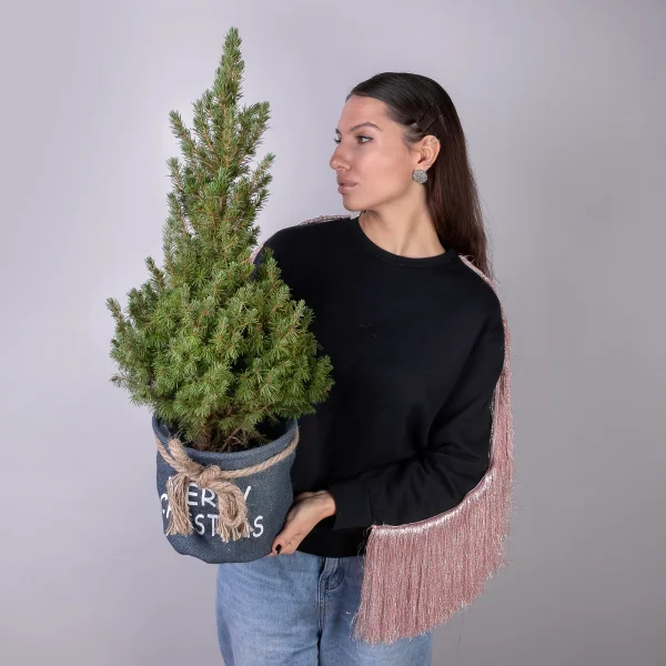 Ель Коника в цветном мешочке_4