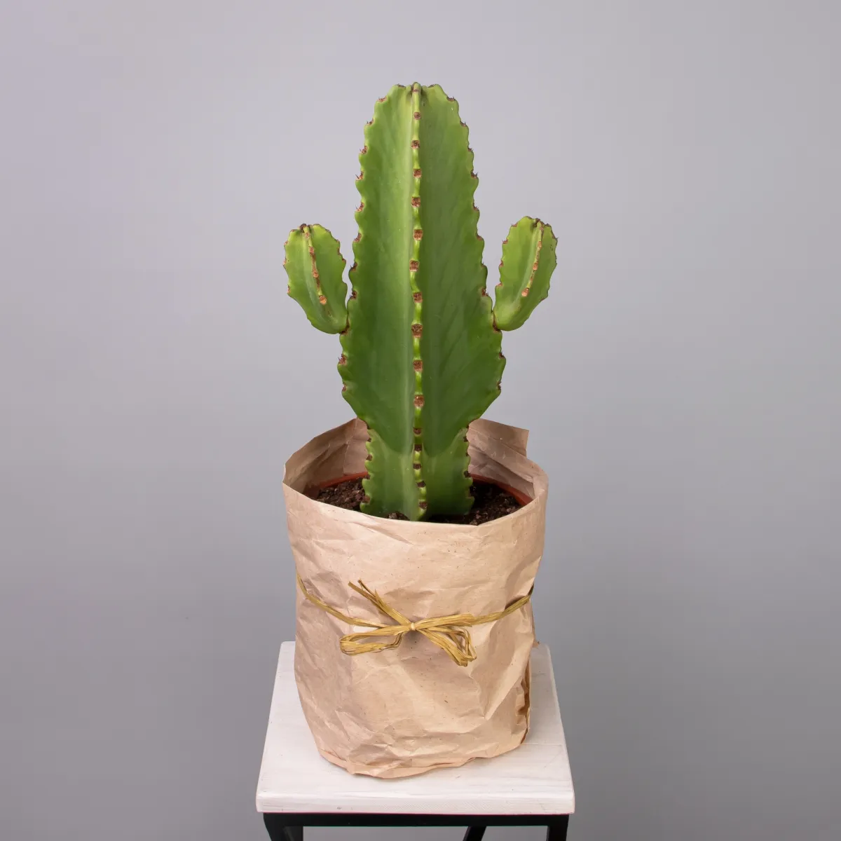 Эуфорбия Ингенс_1