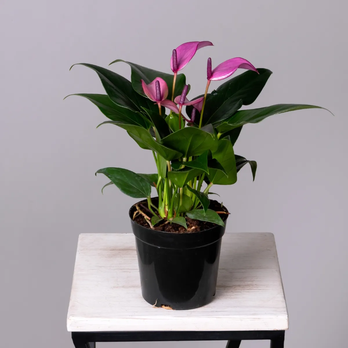 Антуриум андрианум Беби Пепл К_4