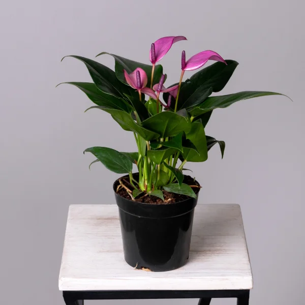 Антуриум андрианум Беби Пепл К_4