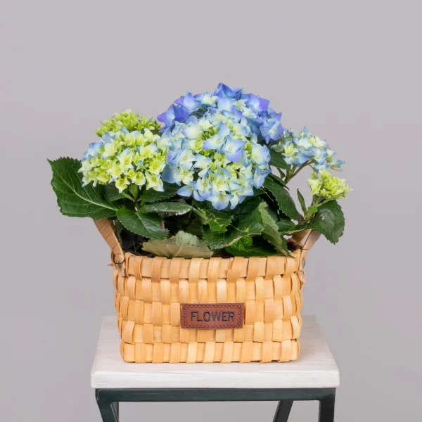 Гидрангия кустовая Синяя  в Натуральной Корзине_1