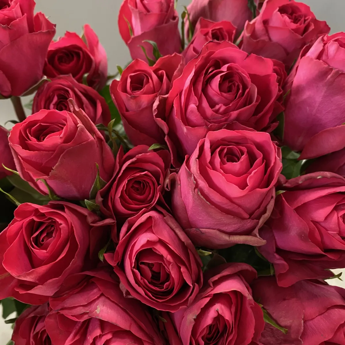 Роза "Мадам Чериз"