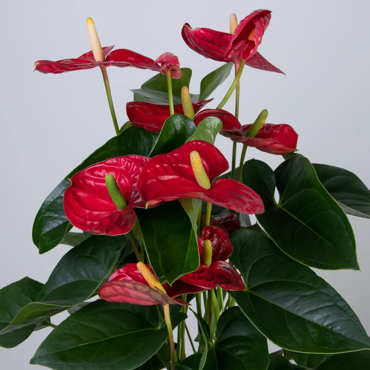 Антуриум Красный